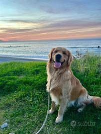 Golden retriever 100% americano