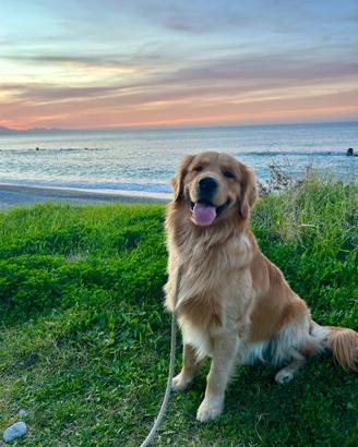 Golden retriever 100% americano