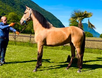 Cavalla Andalusa
