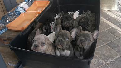Cuccioli di bulldog francese varie colorazioni