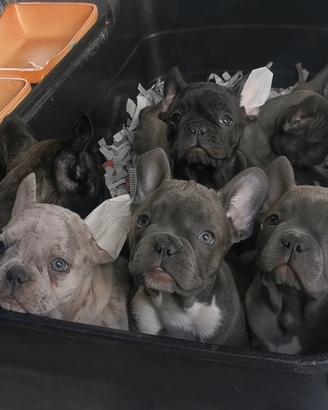 Cuccioli di bulldog francese varie colorazioni