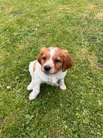 Cucciolo di Breton con Pedigree