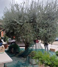 Rete per raccolta olive 8x8 metri