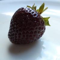 Piante di fragola antiche e rare