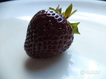 Piante di fragola antiche e rare