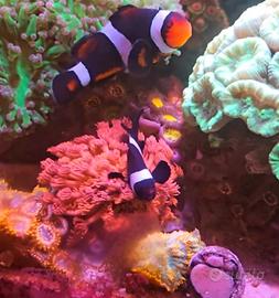 Pesci pagliaccio -Black Photon Clownfish