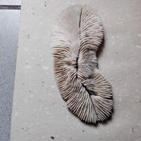 scheletro di corallo bianco fungino