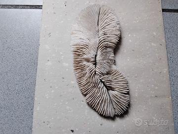 scheletro di corallo bianco fungino