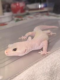 Geco Leopardino