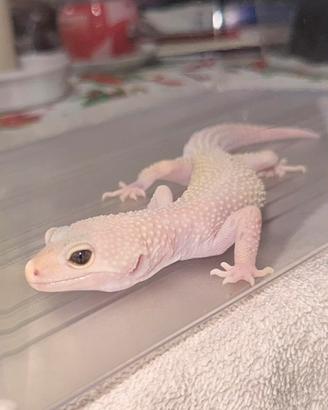 Geco Leopardino