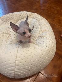 Sphynx cucciolo maschio bicolor