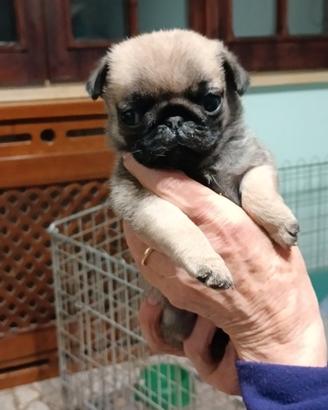 Carlino cucciolo