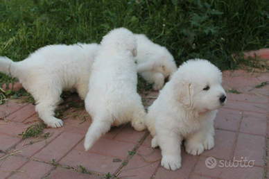 Pastore Maremmano Abruzzese