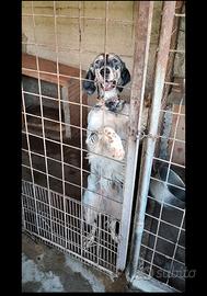 Cani da ferma setter