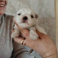 Maltese Toy con pedigree Enci