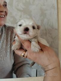 Maltese Toy con pedigree Enci