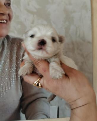 Maltese Toy con pedigree Enci