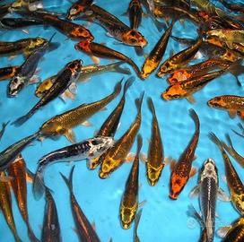 Carpe koi
