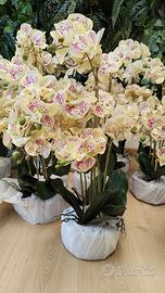 Orchidea leopardata 70cm