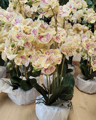 Orchidea leopardata 70cm