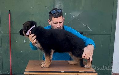 Cuccioli pastore tedesco