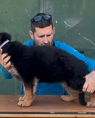 Cuccioli pastore tedesco