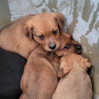 Cuccioli metà Rottweiler