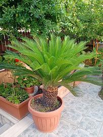 Cycas revoluta