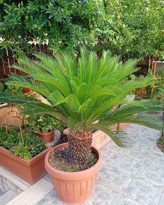 Cycas revoluta