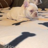 Cuccioli bulldog francese Isabella