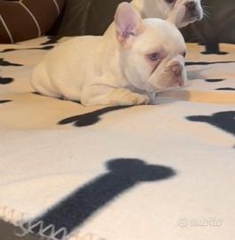 Cuccioli bulldog francese Isabella