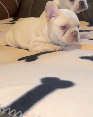 Cuccioli bulldog francese Isabella