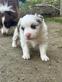 Ultimo cucciolo di border collie