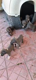 Cuccioli di Pitt bull