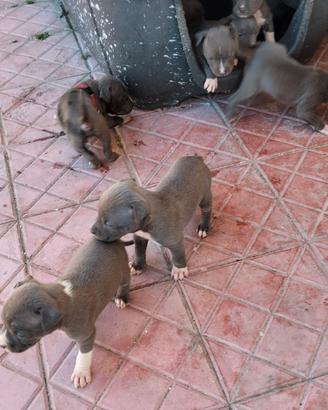 Cuccioli di Pitt bull