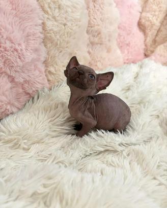 Sphynx gatto nudo
