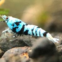 Caridine Pinto Tiger