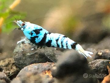 Caridine Pinto Tiger