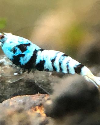 Caridine Pinto Tiger