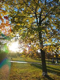 Terreno migliarina,,orto magazzino