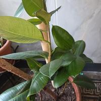 piante