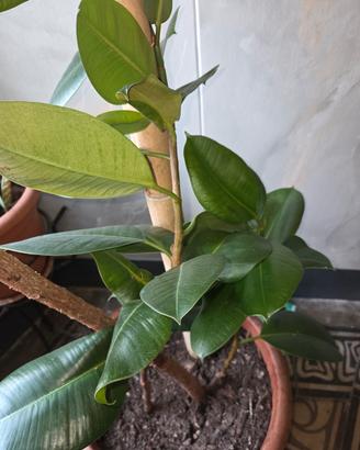 piante