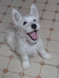 West highland White terrier con pedigree enci