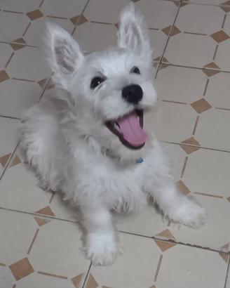 West highland White terrier con pedigree enci