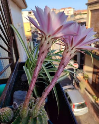 Echinopsis var. Oxygona lotto 4