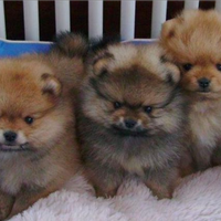 Cuccioli Pomerania