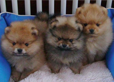 Cuccioli Pomerania