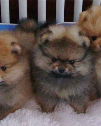 Cuccioli Pomerania