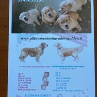 Cuccioli golden retriever alta genealogia no regal