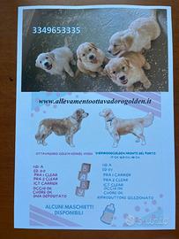 Cuccioli golden retriever alta genealogia no regal